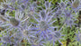 Kreuzdistel - Eryngium planum