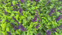 Salbei - Salvia guaranitica 'Black and Blue'