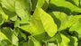 Orientalisches Gurkenkraut - Trachystemon orientalis