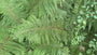 Nadelfarn - Polystichum setiferum 'Herrenhausen' (Wintergrüner Farn)
