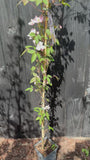 Bio-Berg-Waldrebe (hellrosa) - Clematis montana 'Rubens'