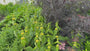 Schwarzer Holunder - Sambucus nigra 'Black Lace'
