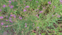 Blutweiderich - Lythrum virgatum