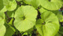 Japanische Pestwurz - Petasites japonicus