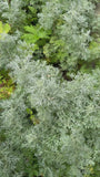 Wermut - Artemisia 'Powis Castle'