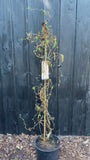 Krause Hasel - Corylus avellana 'Contorta'