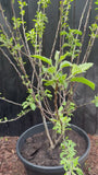 Mehrstämmiger Apfelbaum - Malus domestica 'Elstar' - 175-200 cm