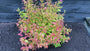 Japanische Spirea - Spiraea japonica 'Firelight' TIPP