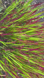 Japanisches Blutgras - Imperata cylindrica 'Red Baron'