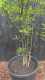Japanischer Honigbaum mehrstämmig - Styphnolobium Japonicum / Sophora japonica