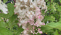 Rispenhortensie - Hydrangea paniculata 'Pinky Winky'