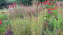 Straußenrohr - Calamagrostis x acutiflora 'Karl Foerster' TIPP