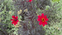Dahlie - Dahlie 'Bishop of Llandaff'