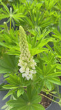 Lupine (Weiß) - Lupinus 'Gallery White'