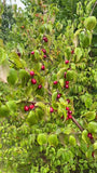 Gelber Hartriegel - Cornus mas