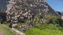 Gewöhnliche Magnolie - Magnolia x soulangeana