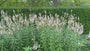 Spike-Ehrenpreis (weiß) - Veronica spicata 'Icicle'