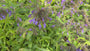 Sibirische Katzenminze - Nepeta sibirica