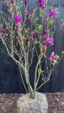 Mehrstämmiger Biberbaum (rosa) - Magnolia 'Susan' Strauchform