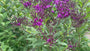 Eisenkraut - Vernonia Crinita