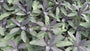Gewöhnlicher Salbei - Salvia officinalis 'Purpurascens'