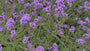 Bio-Eisenkraut (Niedrige Sorte 60 cm) - Verbena bonariensis 'Lollipop'
