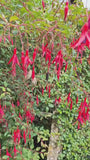 Glockenpflanze - Fuchsia 'Riccartonii'