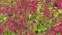 Purplebell - Heuchera sanguinea 'Leuchtkäfer'
