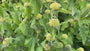 Bio-Weidenröschen - Phlomis russeliana