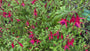 Bio-Glockenpflanze - Fuchsia 'Riccartonii