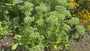 Bio-Fetthenne - Sedum 'Herbstfreude'