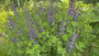 Falsches Indigo-Indigolupin – Baptisia australis