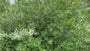 Vogelkirsche - Prunus padus