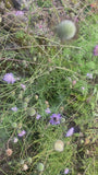 Taubenkraut - Scabiosa columbaria