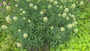 Klee - Trifolium ochroleucon