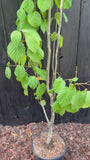 Taschentuchbaum - Davidia involucrata - Hochstammbaum