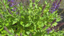 Salbei - Salvia nemerosa 'Blaukönigin'