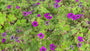 Hoher Storchschnabel - Geranium psilostemon