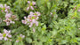 Gefleckte Taubnessel (Hellrosa) - Lamium maculatum 'Pink Pewter'