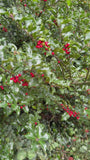 Grüne Stechpalme - Ilex Aquifolium