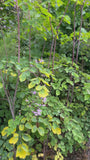 Chinesischer Diamant - Thalictrum delavayi