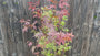 Japanischer Ahorn - Acer palmatum 'Atropurpureum'