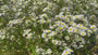 Sommerflohrochen - Erigeron annuus