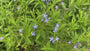 Blauer Stern - Amsonia tabernaemontana var. Salicifolia