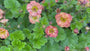 Sonnenhut Rosa / Orange (Höhe 50 cm) - Geum 'Mai Tai'