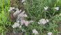 Gewöhnliche Schafgarbe - Achillea millefolium 'White Beauty'