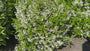 Schlanke Deutzie - Deutzia gracilis