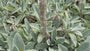 Bio Wollziest - Stachys byzantina