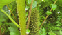 Sierrabarb - Gunnera manicata