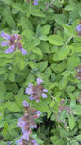 Echter Salbei – Salvia Officinalis